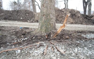 „Devastare” este cuvântul prin care poate fi rezumat procesul de reabilitare a parcului de la Gară